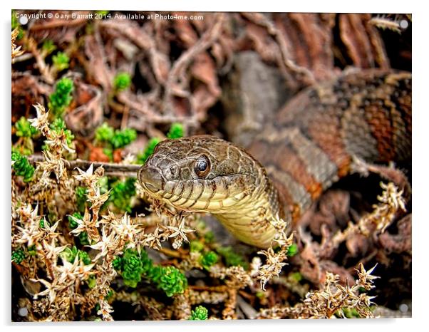  A Snake In The Moss Acrylic by Gary Barratt