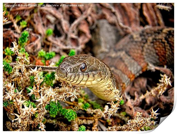  A Snake In The Moss Print by Gary Barratt