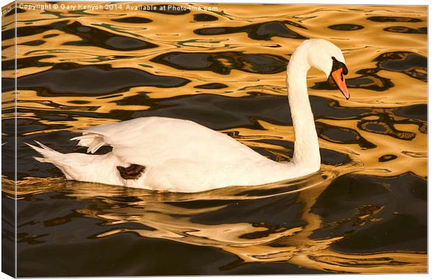  Swan On Golden Pond Canvas Print by Gary Kenyon