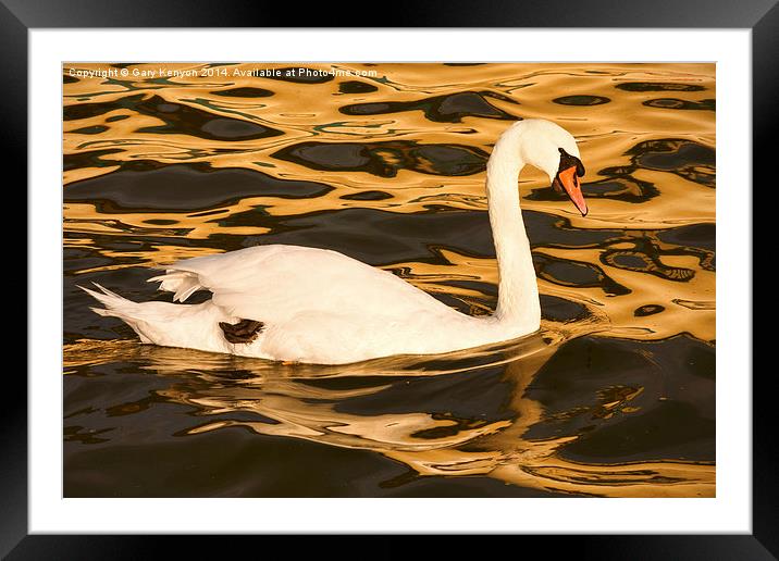  Swan On Golden Pond Framed Mounted Print by Gary Kenyon