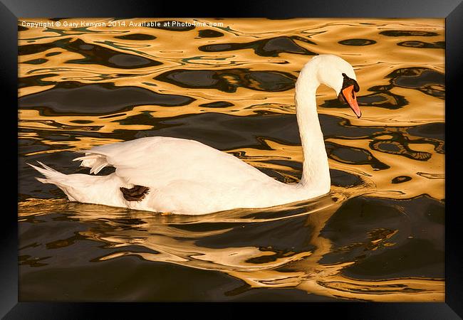  Swan On Golden Pond Framed Print by Gary Kenyon