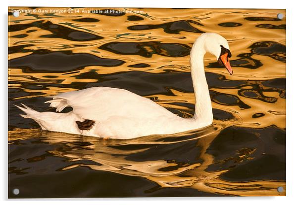  Swan On Golden Pond Acrylic by Gary Kenyon