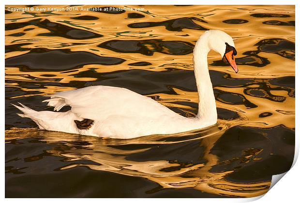  Swan On Golden Pond Print by Gary Kenyon