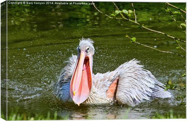 Pelican With Mouth Open. Canvas Print by Gary Kenyon