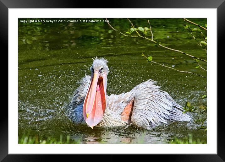 Pelican With Mouth Open. Framed Mounted Print by Gary Kenyon