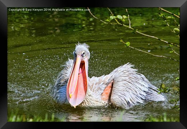Pelican With Mouth Open. Framed Print by Gary Kenyon