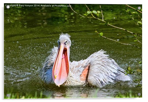 Pelican With Mouth Open. Acrylic by Gary Kenyon