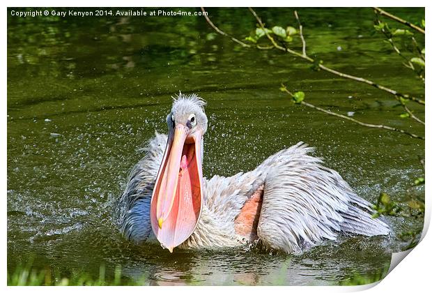 Pelican With Mouth Open. Print by Gary Kenyon