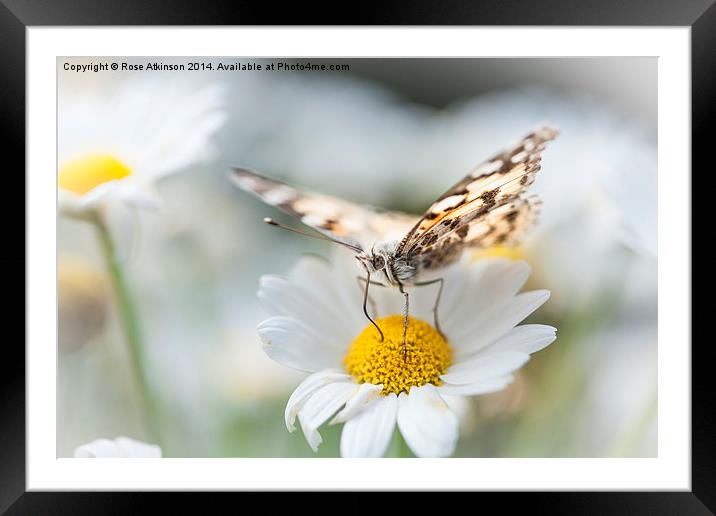  Painted Lady Framed Mounted Print by Rose Atkinson