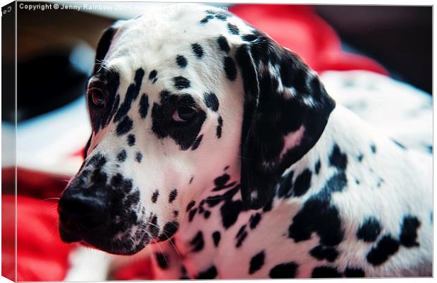 Her Eyes. Portrait of Dalmatian Dog. Kokkie   Canvas Print by Jenny Rainbow