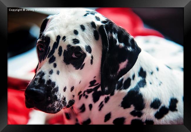 Her Eyes. Portrait of Dalmatian Dog. Kokkie   Framed Print by Jenny Rainbow