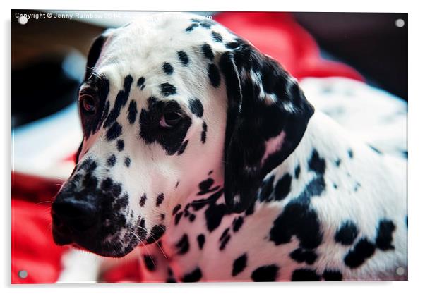 Her Eyes. Portrait of Dalmatian Dog. Kokkie   Acrylic by Jenny Rainbow