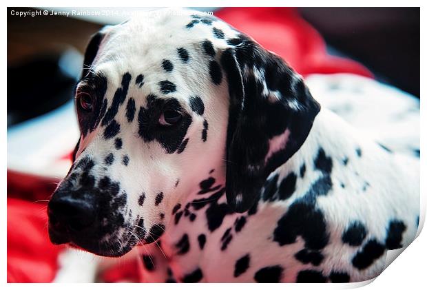 Her Eyes. Portrait of Dalmatian Dog. Kokkie   Print by Jenny Rainbow