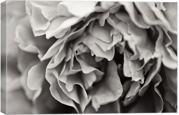 Black and White Peony Canvas Print by Michelle Ellis