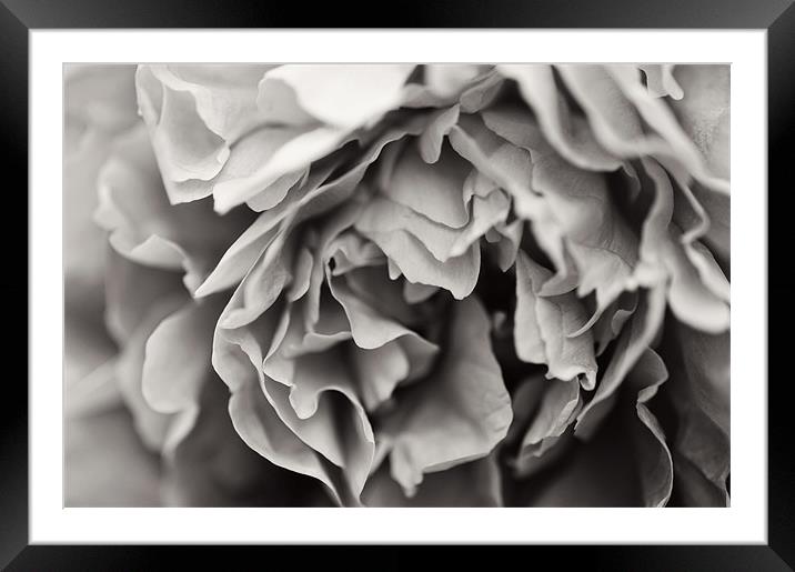 Black and White Peony Framed Mounted Print by Michelle Ellis