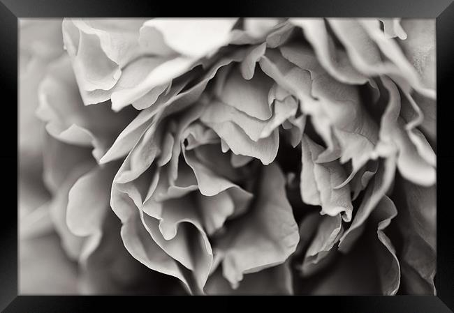 Black and White Peony Framed Print by Michelle Ellis