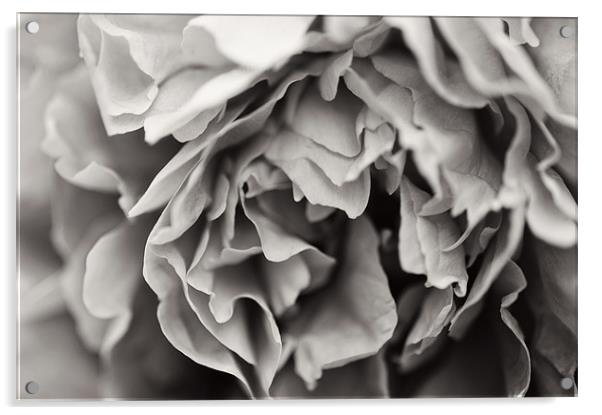Black and White Peony Acrylic by Michelle Ellis