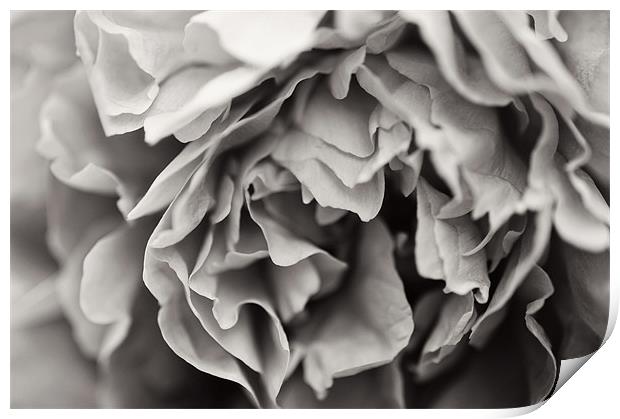 Black and White Peony Print by Michelle Ellis