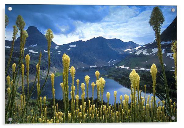 Beargrass Above Hidden Lake Acrylic by Gary Beeler
