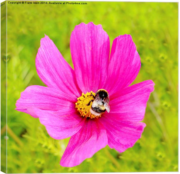  Beautiful pink Dahlia with a feeding bee in view Canvas Print by Frank Irwin