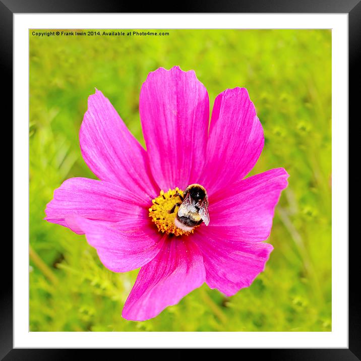  Beautiful pink Dahlia with a feeding bee in view Framed Mounted Print by Frank Irwin