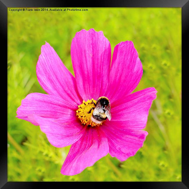  Beautiful pink Dahlia with a feeding bee in view Framed Print by Frank Irwin