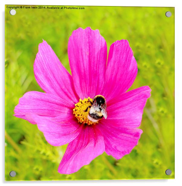  Beautiful pink Dahlia with a feeding bee in view Acrylic by Frank Irwin