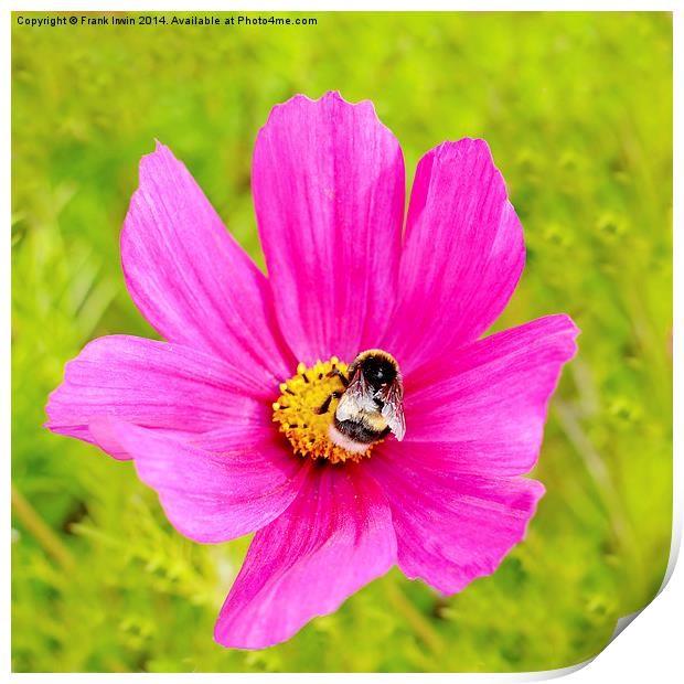  Beautiful pink Dahlia with a feeding bee in view Print by Frank Irwin