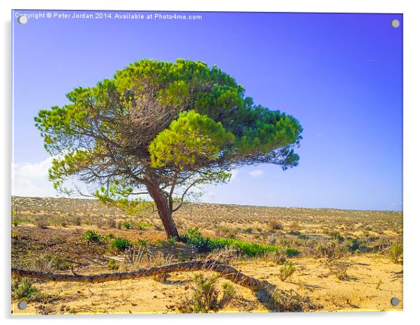  Lone Pine Tree Acrylic by Peter Jordan