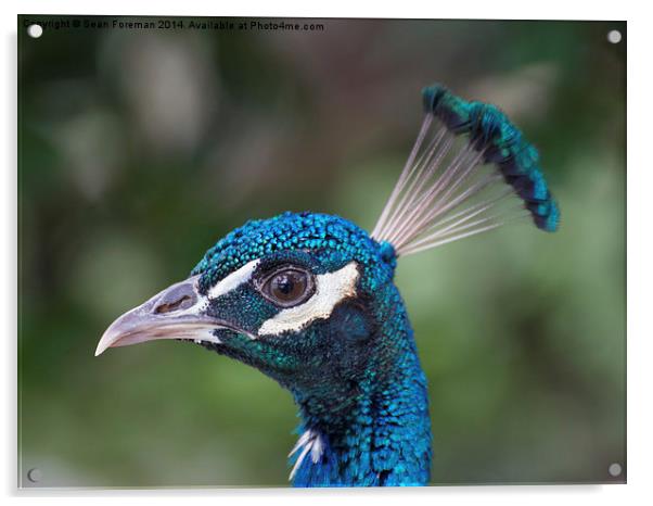  Peacock Acrylic by Sean Foreman