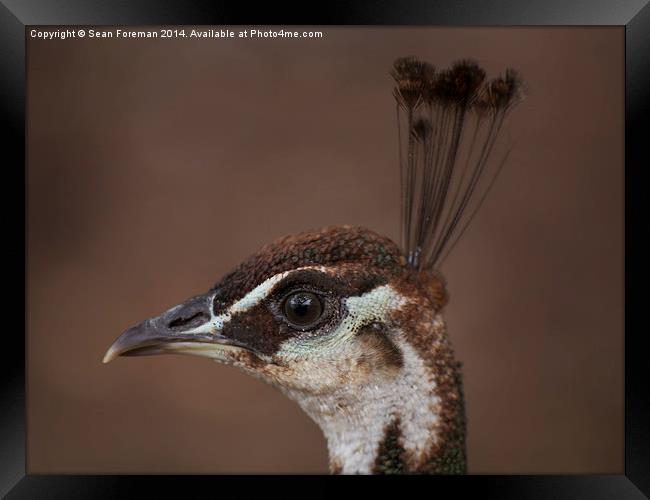  Peahen Framed Print by Sean Foreman