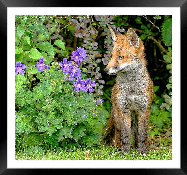  Cautious cub. Framed Mounted Print by John Humble