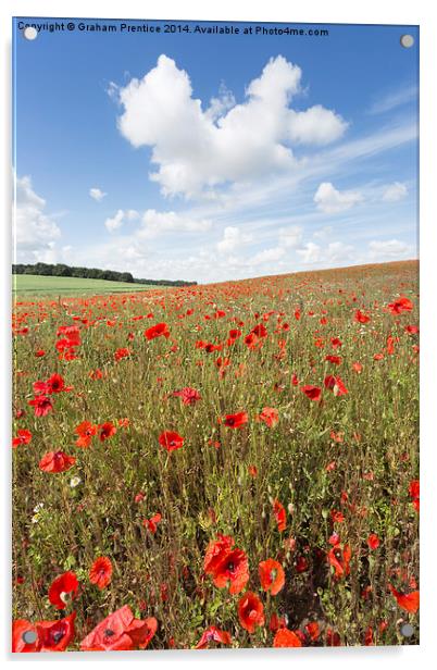  Norfolk Poppy Field Acrylic by Graham Prentice