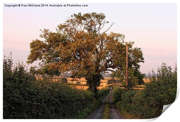  Lane and Tree Print by Paul Williams