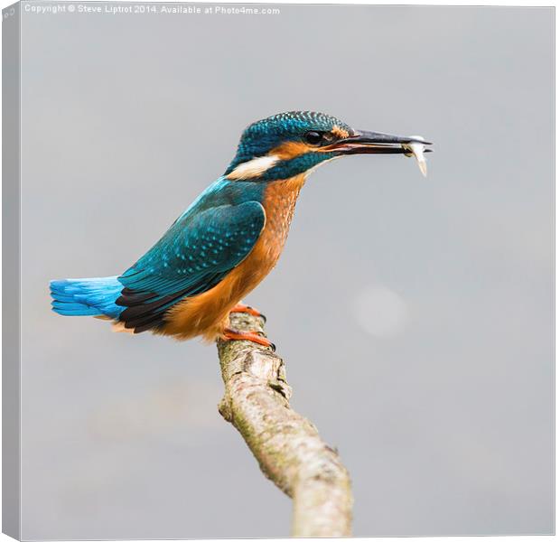  Common kingfisher (Alcedo atthis) Canvas Print by Steve Liptrot