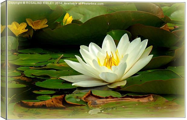 WATERLILY Canvas Print by ROS RIDLEY