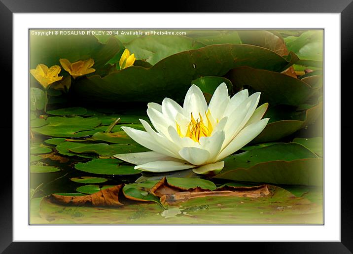 WATERLILY Framed Mounted Print by ROS RIDLEY