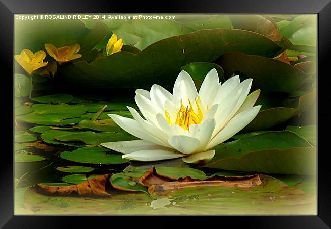 WATERLILY Framed Print by ROS RIDLEY