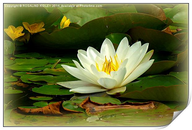 WATERLILY Print by ROS RIDLEY