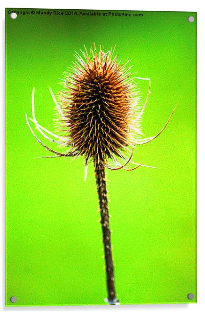 Lakeside plant Acrylic by Mandy Rice