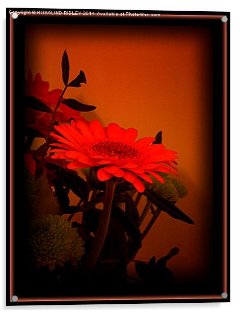 SINGLE ORANGE FLOWER Acrylic by ROS RIDLEY
