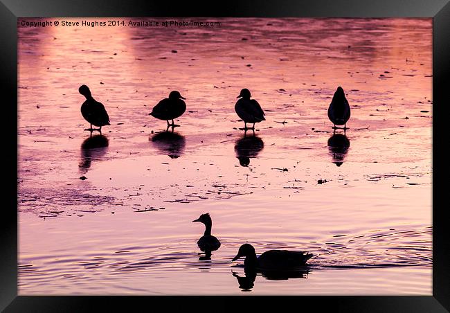  Silhouetted ducks Framed Print by Steve Hughes
