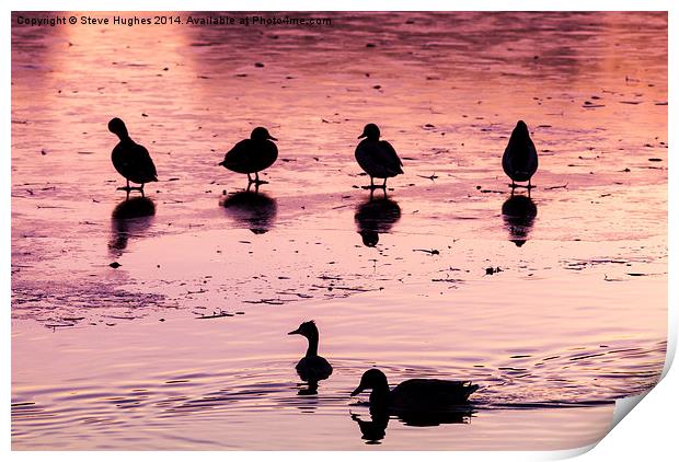  Silhouetted ducks Print by Steve Hughes