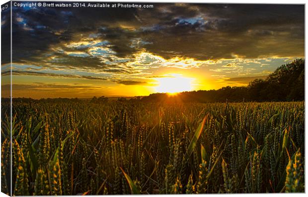  sunset over corn field Canvas Print by Brett watson