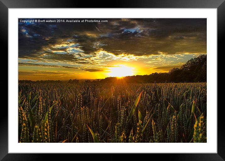  sunset over corn field Framed Mounted Print by Brett watson