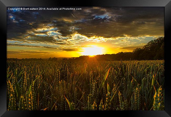  sunset over corn field Framed Print by Brett watson