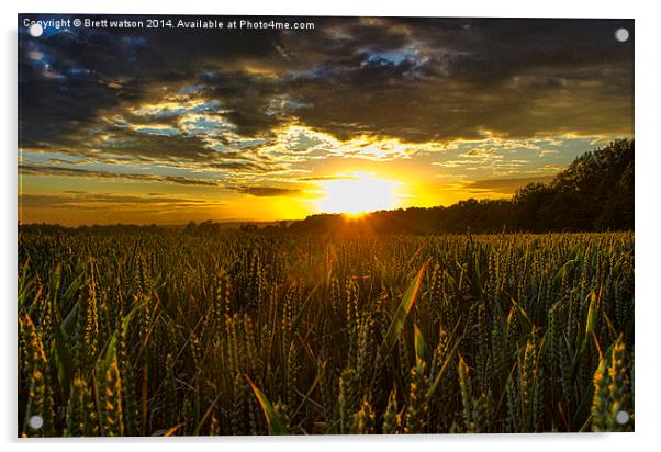  sunset over corn field Acrylic by Brett watson