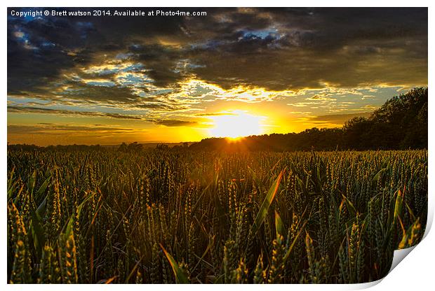  sunset over corn field Print by Brett watson