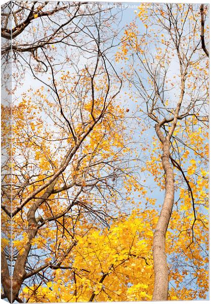 autumn leaves on trees Canvas Print by Arletta Cwalina