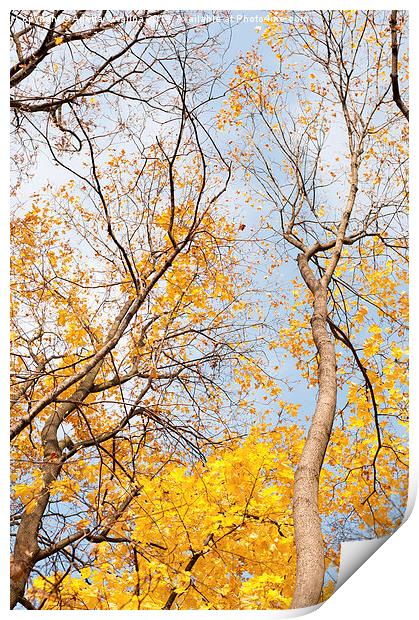 autumn leaves on trees Print by Arletta Cwalina